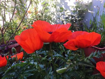 Close-up of red flowers blooming outdoors