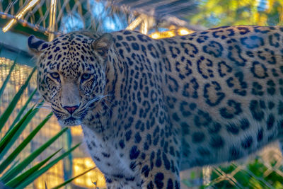 Close-up of a cat looking away