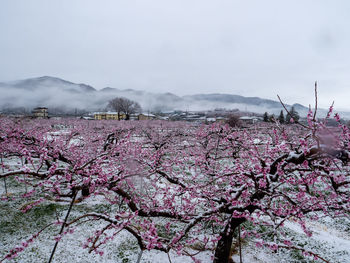 Peach flowers in bloom in the japanese spring after a sudden and rare snowstorm.