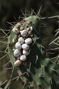 Close-up of snails on cactus plant