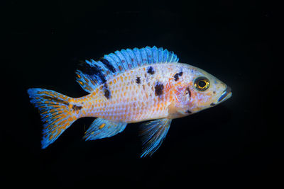 Close-up of fish swimming in sea