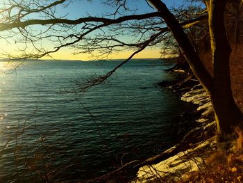 Bare trees by sea against sky