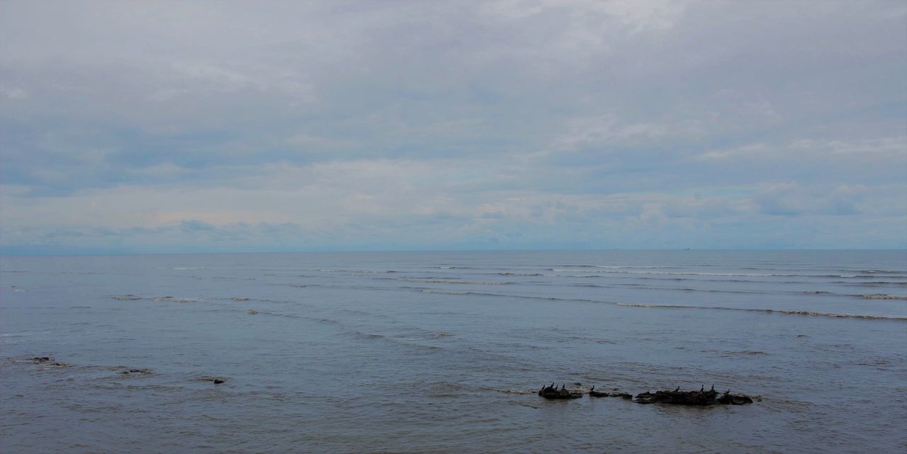 sea, sky, nature, horizon over water, water, cloud - sky, scenics, outdoors, no people, beauty in nature, tranquility, animal themes, tranquil scene, one animal, day, animals in the wild, beach, mammal