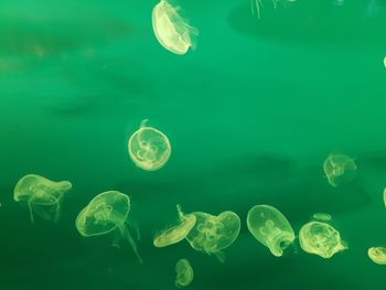 Aerial view of jellyfish in sea