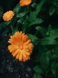 Close-up of yellow flower