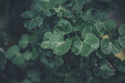 Close-up of fresh green leaves on plant