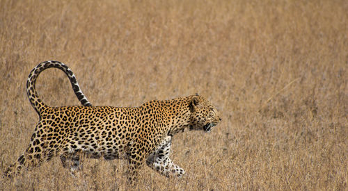Leopard walking on field