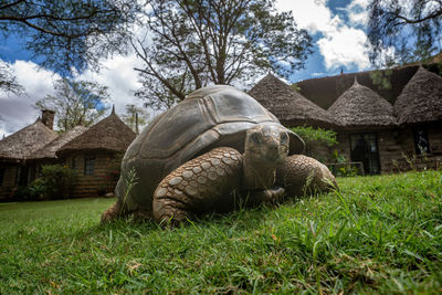 Close-up of turtle on field against sky