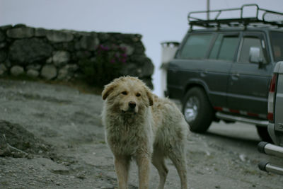 Close-up portrait of dog