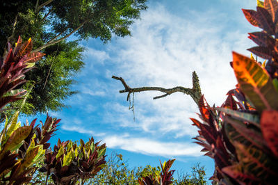 Low angle view of palm trees against sky