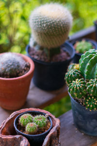 Close-up of succulent plant