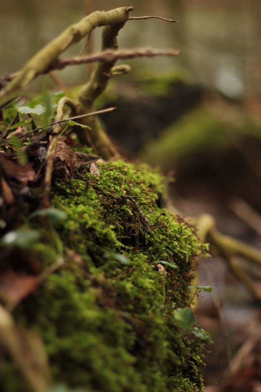 growth, plant, close-up, focus on foreground, selective focus, green color, nature, moss, leaf, forest, growing, outdoors, branch, day, tree, no people, beauty in nature, tranquility, green, twig