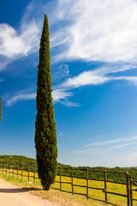 Scenic view of trees on field against sky