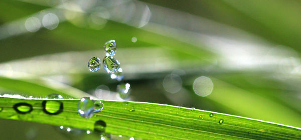 Close-up of water drops on spider web