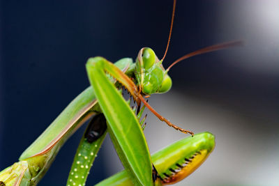 Close-up of insect on leaf