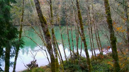 View of trees by calm lake