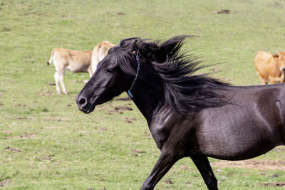 Asturcon breed horse, breed from northern spain, asturias in the mountains of peñamayor