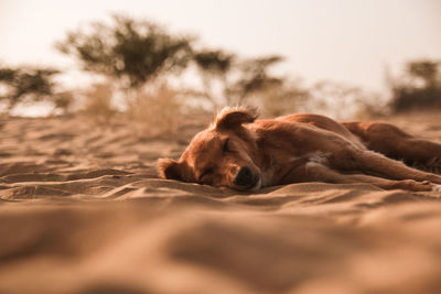 Close-up of a dog sleeping on land