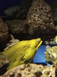 Close-up of fish swimming in sea