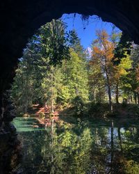 Trees by lake in forest