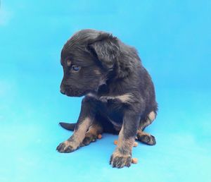 Puppy looking away against blue background