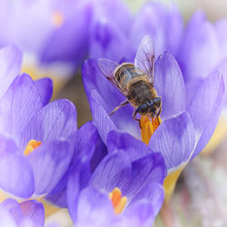 Close-up of bee pollinating on purple flower