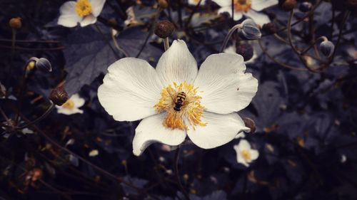 Close-up of insect on flower