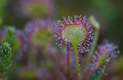 Close-up of sundew