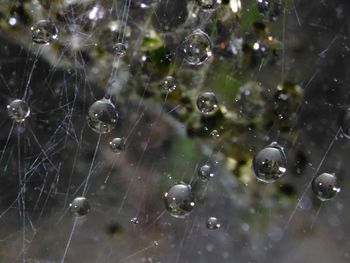 Close-up of spider on web