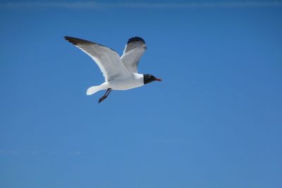 Low angle view of bird flying against clear blue sky