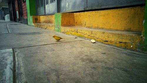 Bird on yellow wall