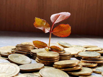 Close-up of coins and leaves on table