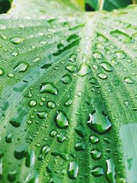 Full frame shot of raindrops on leaves