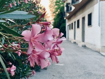 Close-up of pink cherry blossom by building