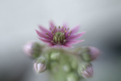 Close-up of flower against blurred background