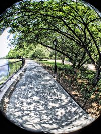 Footpath amidst trees