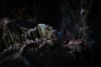 Close-up of tree trunk