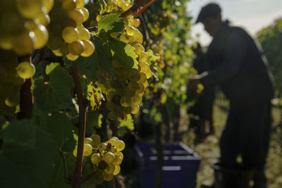 Low angle view of flowering tree growing in vineyard