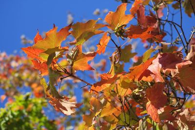 Close-up of maple tree against sky during autumn