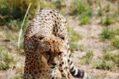 Portrait of a cheetah against blurred background