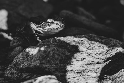 Close-up of frog on rock