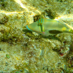 View of fish swimming in sea