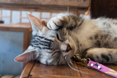 Close-up of cat sleeping