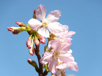 Low angle view of pink cherry blossoms against sky