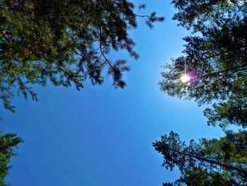 Low angle view of trees against blue sky