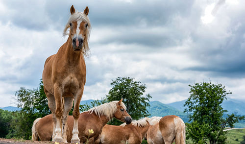 View of a horse