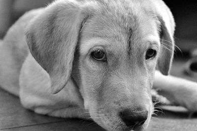 Close-up portrait of dog resting