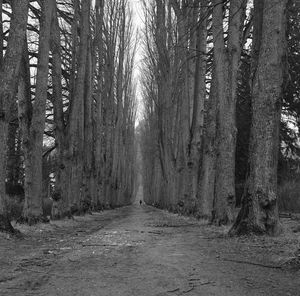 Footpath amidst trees in forest