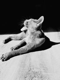 Cat sleeping on floor at home