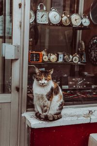 Portrait of cat sitting by window